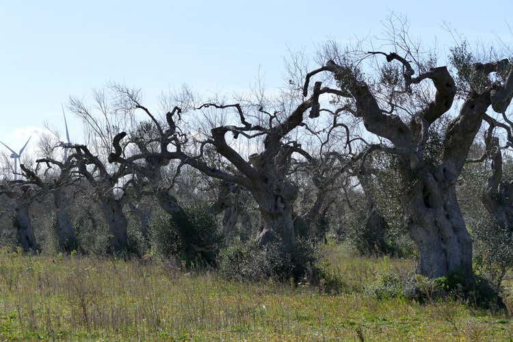 Le piante infette sono molte più di quelle contate dalla Commissione europea (Xylella, in cinque annimorte 6,5 milioni di piante)
