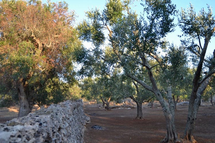 Xylella, produzione olive a -73% 
Scintille tra Lezzi e Centinaio