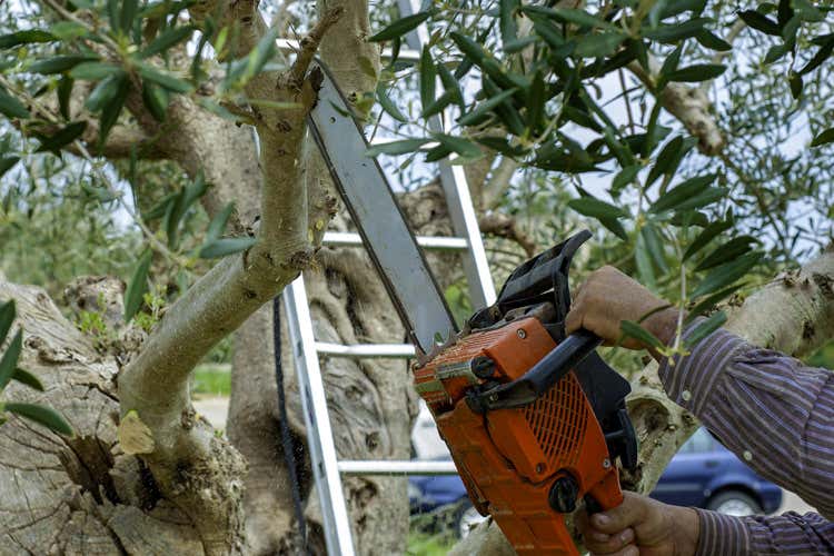 Eradicati i primi alberi nel Tarantino (Xylella, tagliati i primi alberi Confagricoltura: Atto responsabile)