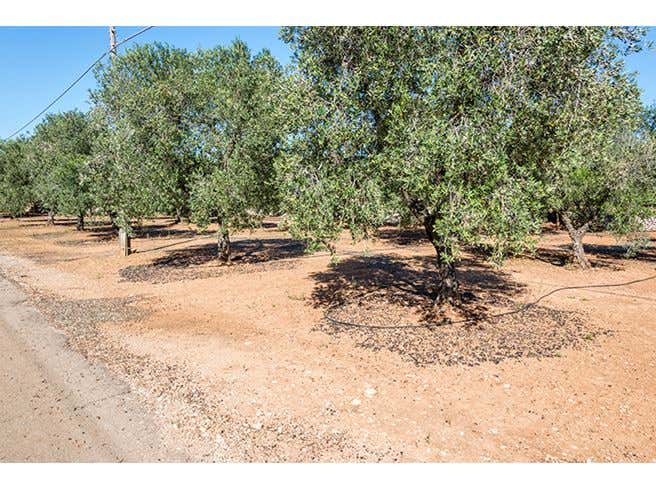Xylella L Ue Apre Al Reimpianto Nuovi Ulivi Resistenti Nell area 