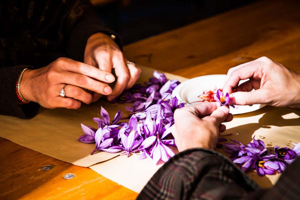 Lo zafferano di Città della Pieve. Foto:  Consorzio Il croco di Pietro Perugino Zafferano di Città della Pieve - Alberto Viganò A Città della Pieve si celebra lo zafferano