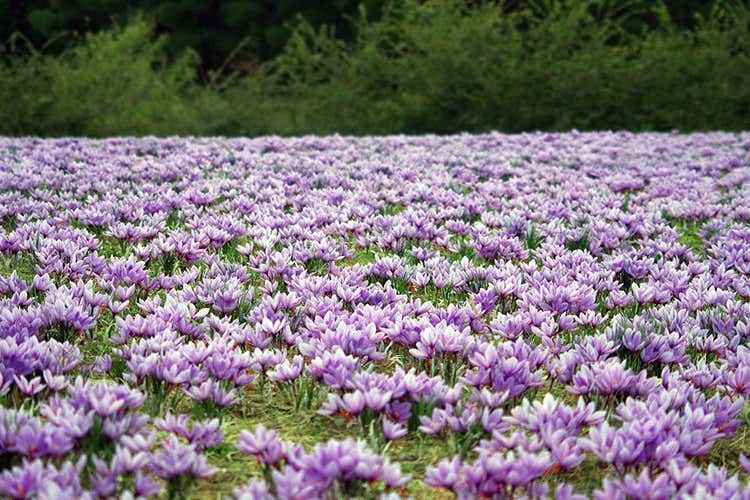 Lo zafferano europeo è riconosciuto come il migliore al mondo (Zafferano Europeo Anche in Italia il progetto Red Gold) Lo zafferano europeo è riconosciuto come il migliore al mondo (Zafferano Europeo Anche in Italia il progetto Red Gold)