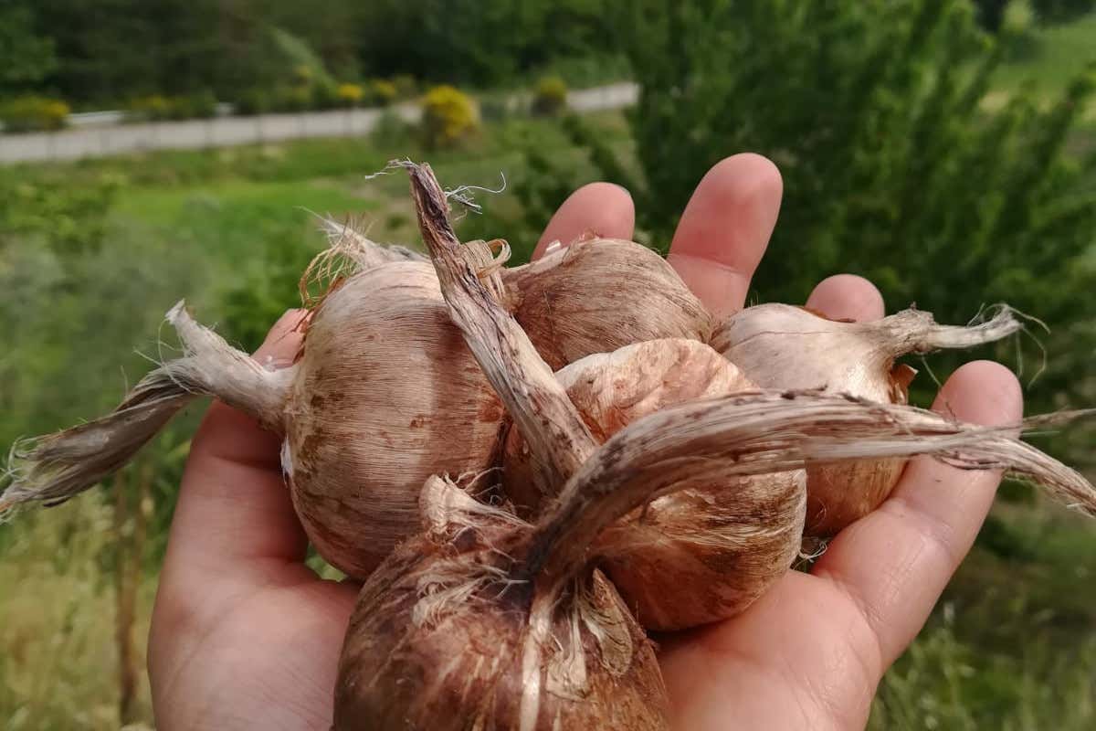 Lo zafferano Viaggio alla scoperta dello zafferano “Made in Basilicata”