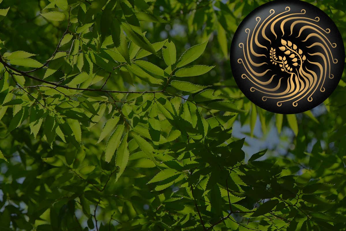 Brut 700 Lost Edition: con Cusumano  un brindisi per la biodiversità