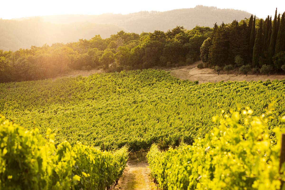 Castello di Albola Zonin1821, la vendemmia del gruppo da Nord a Sud