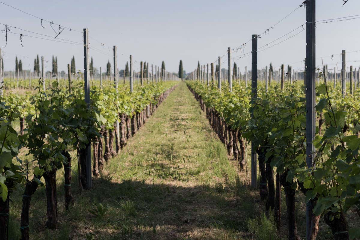 Ca' Bolani Zonin1821, la vendemmia del gruppo da Nord a Sud