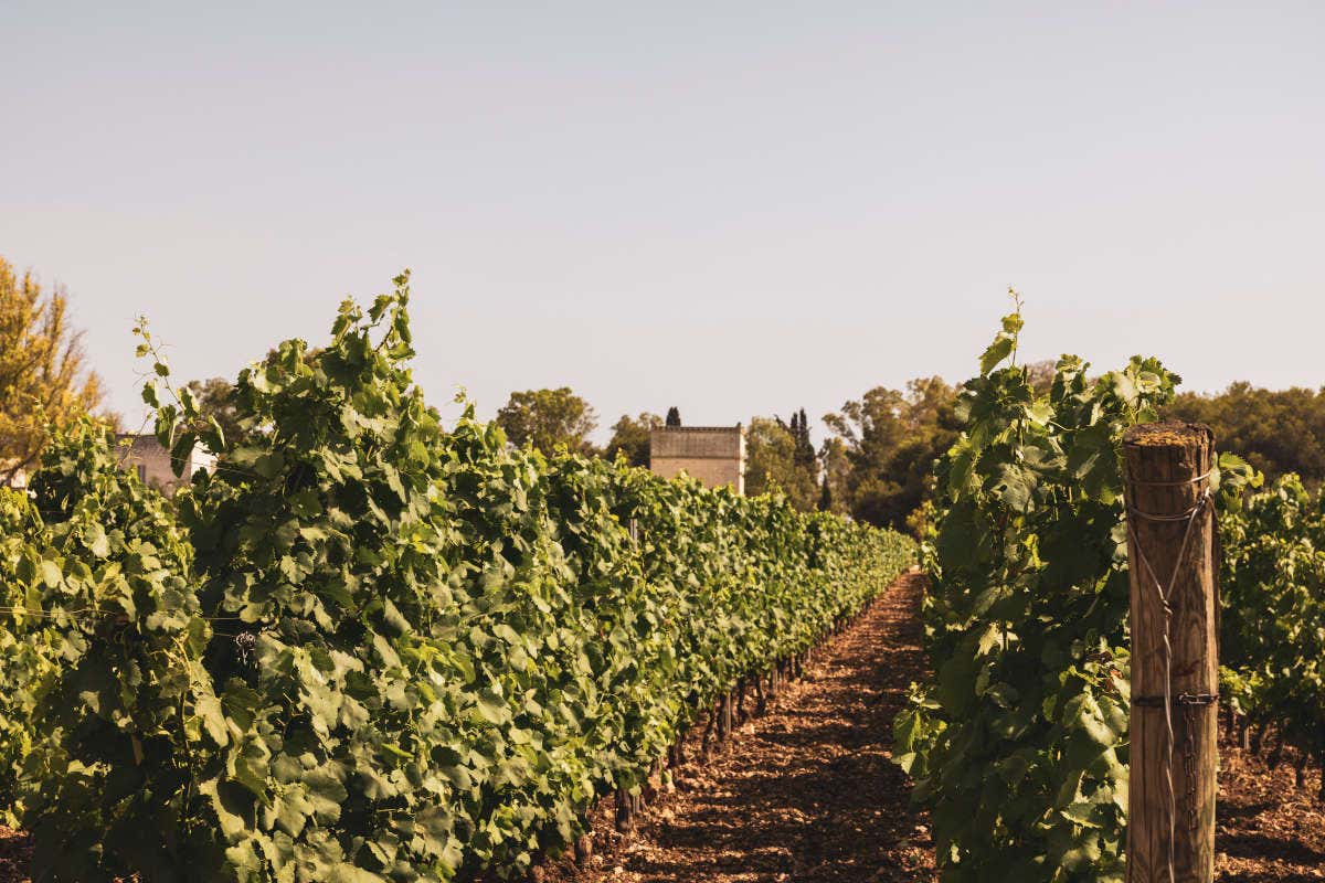 Masseria Altemura Zonin1821, la vendemmia del gruppo da Nord a Sud