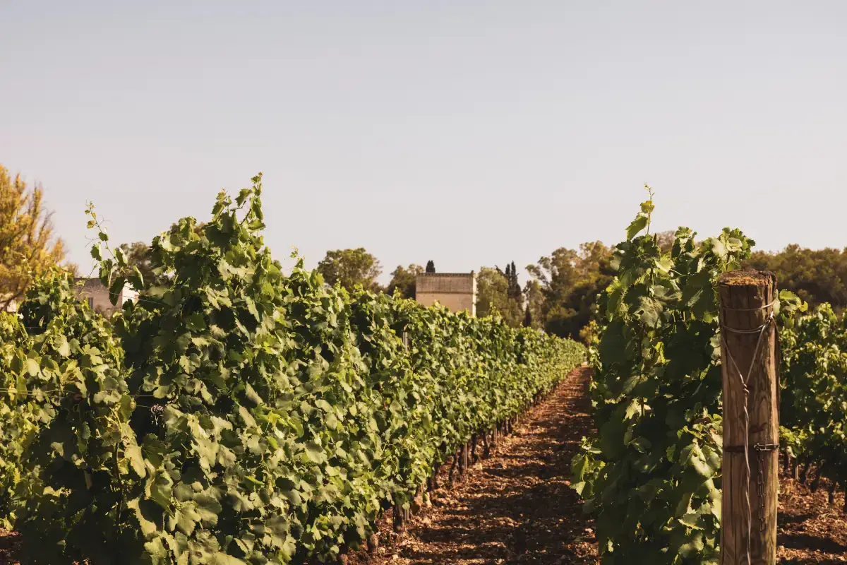 Masseria Altemura Zonin1821, la vendemmia del gruppo da Nord a Sud