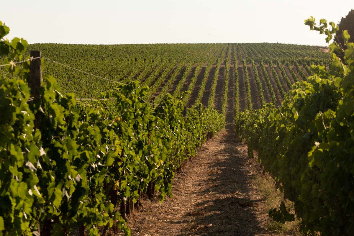 Principi di Butera Zonin1821, la vendemmia del gruppo da Nord a Sud