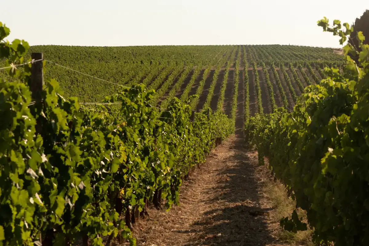 Principi di Butera Zonin1821, la vendemmia del gruppo da Nord a Sud
