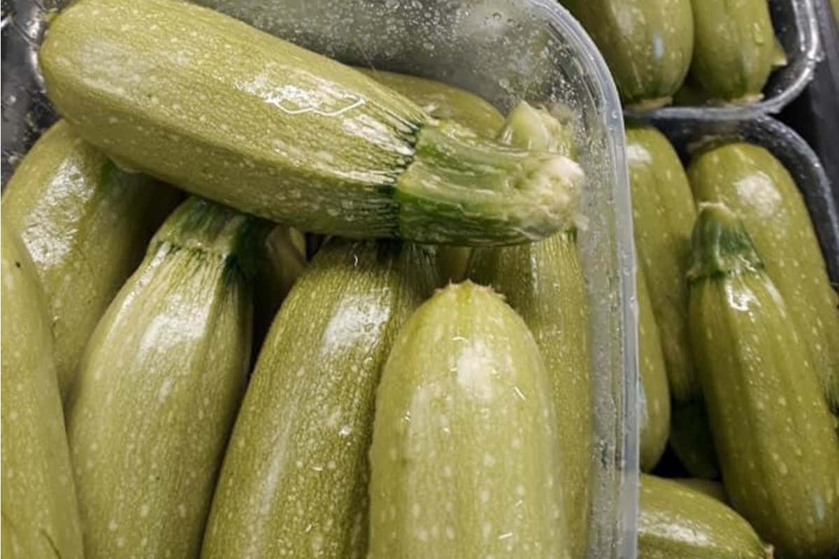 Miglioramento genetico per lo Zucchino bolognese che lo rende più resistente alle malattie Con il miglioramento genetico lo Zucchino Bolognese diventa super
