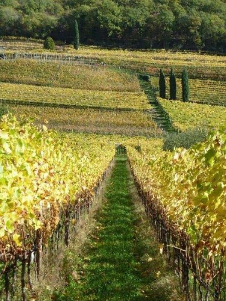 Uva Moscato