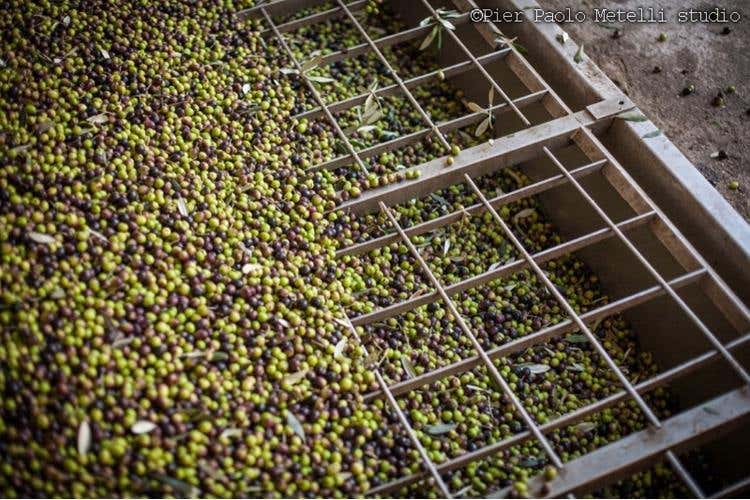 Credito foto: Pier Paolo Metelli studio