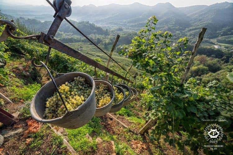 photo credits: Consorzio di Tutela del Vino Conegliano Valdobbiadene, foto di Arcangelo Piai