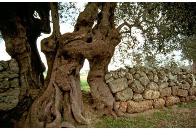 Campagna salentina