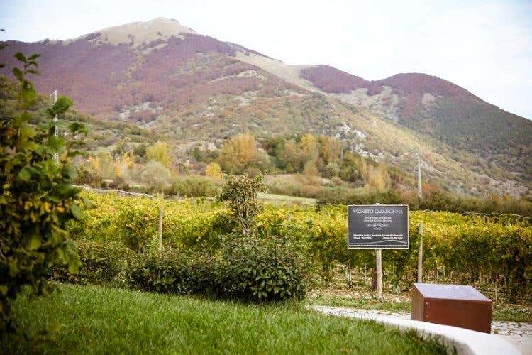 Vigneto Casadonna