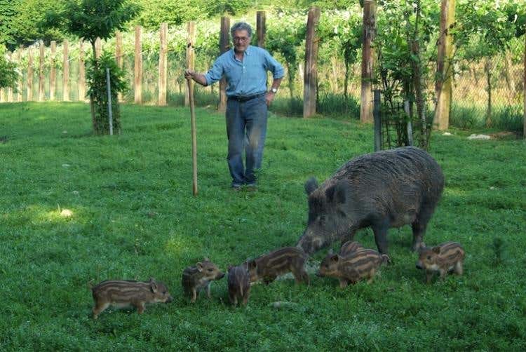 Nisio Magri
