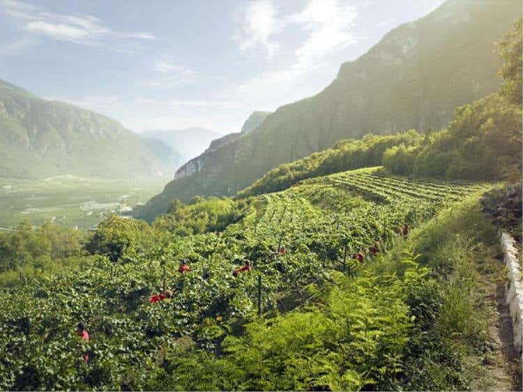 Vigneti