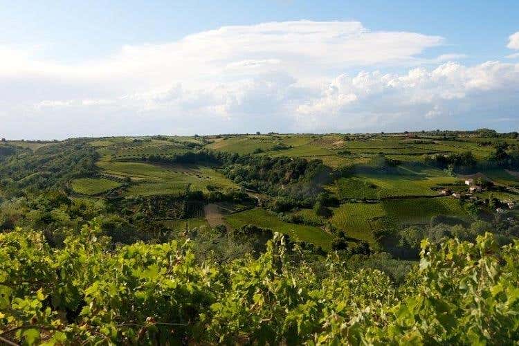 Panorama da vigneto