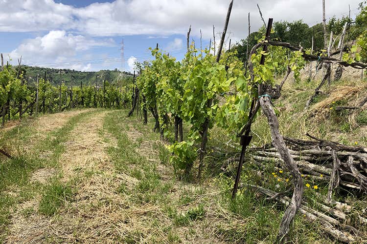(Agnanum, amore per la vite 
Dai terrazzamenti alla bottiglia)