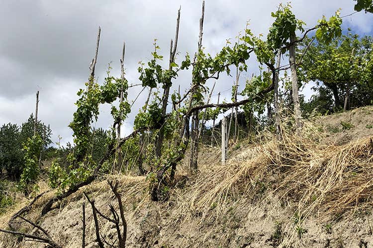 (Agnanum, amore per la vite 
Dai terrazzamenti alla bottiglia)