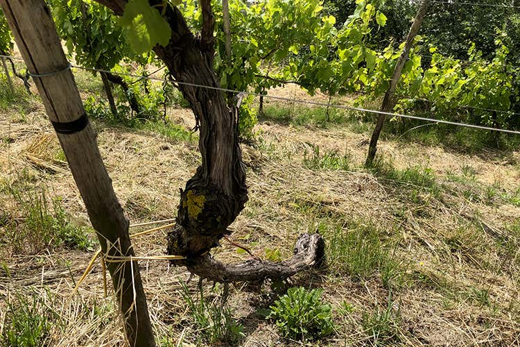 (Agnanum, amore per la vite 
Dai terrazzamenti alla bottiglia)
