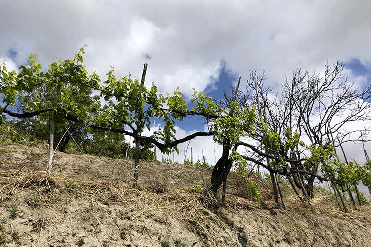 (Agnanum, amore per la vite 
Dai terrazzamenti alla bottiglia)