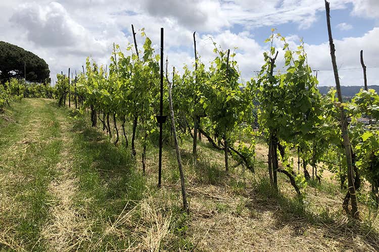 (Agnanum, amore per la vite 
Dai terrazzamenti alla bottiglia)