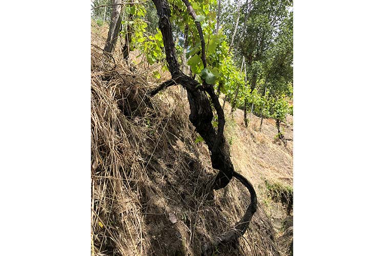 (Agnanum, amore per la vite 
Dai terrazzamenti alla bottiglia)