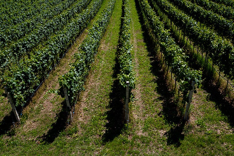 foto: Eugenio Luti (Agraria Riva del Garda 
Con vino e olio si esalta il territorio)