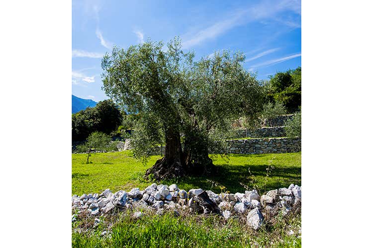foto: Eugenio Luti (Agraria Riva del Garda 
Con vino e olio si esalta il territorio)
