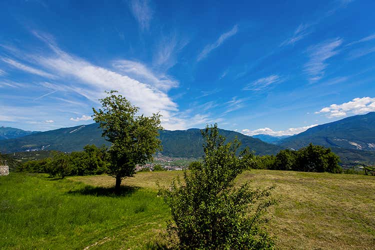 foto: Eugenio Luti (Agraria Riva del Garda 
Con vino e olio si esalta il territorio)