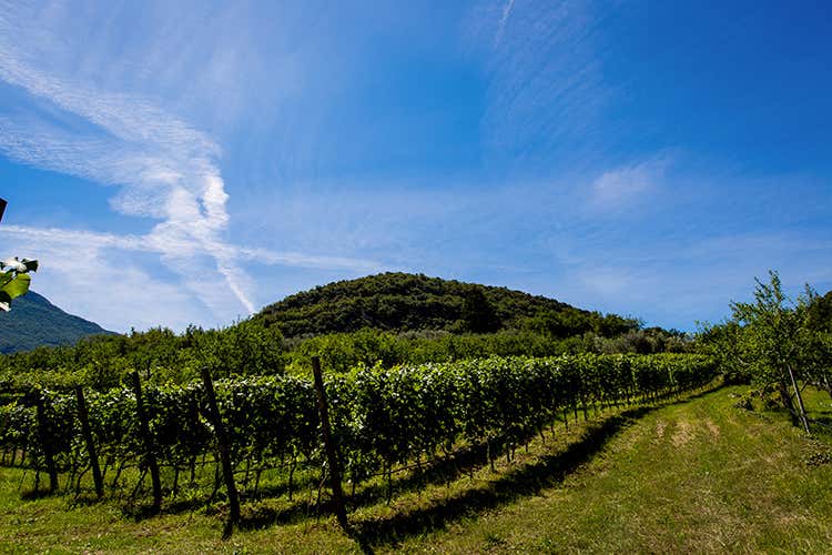 foto: Eugenio Luti (Agraria Riva del Garda 
Con vino e olio si esalta il territorio)