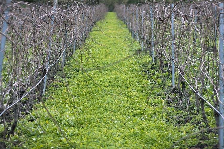 (Alessandro di Camporeale 
Vitigni autoctoni tra Etna e Palermo)
