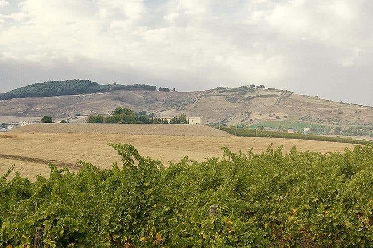 (Alessandro di Camporeale 
Vitigni autoctoni tra Etna e Palermo)