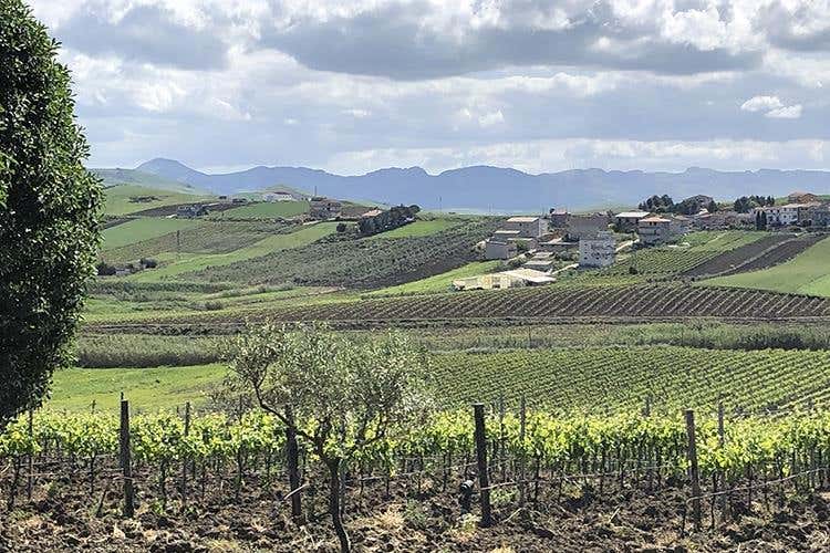 (Alessandro di Camporeale 
Vitigni autoctoni tra Etna e Palermo)