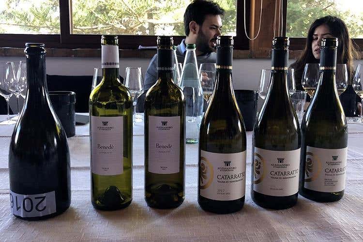 (Alessandro di Camporeale 
Vitigni autoctoni tra Etna e Palermo)