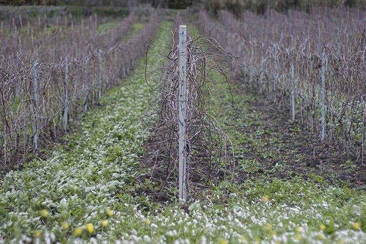 (Alessandro di Camporeale 
Vitigni autoctoni tra Etna e Palermo)