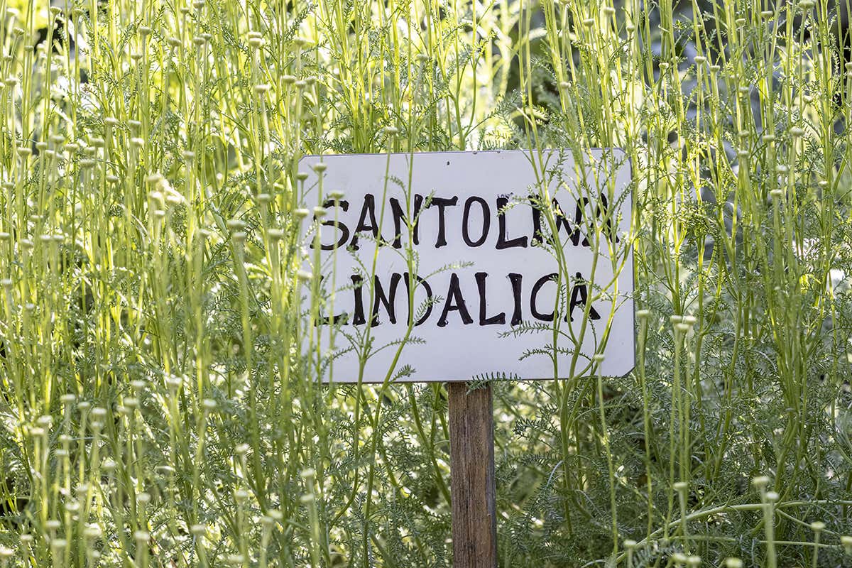L'orto dell'Osteria di Passignano nell'Abbazia. 
