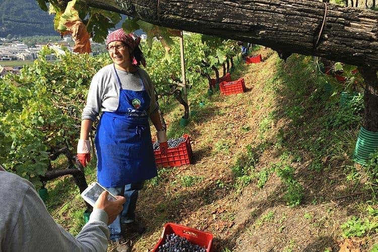 (Alto Adige Wine Summit 
Il Consorzio ha preso la strada giusta)