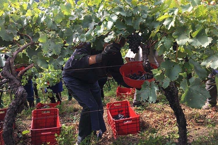 (Alto Adige Wine Summit 
Il Consorzio ha preso la strada giusta)