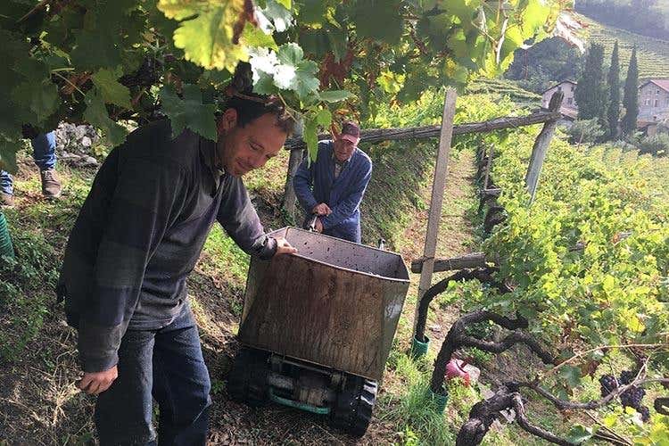 (Alto Adige Wine Summit 
Il Consorzio ha preso la strada giusta)