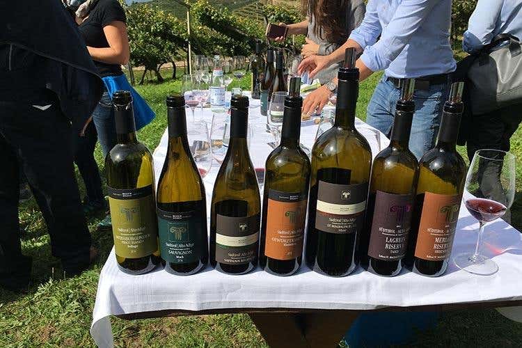 Degustazione durante la vendemmia dei vini di Cantina di Bolzano (Alto Adige Wine Summit 
Il Consorzio ha preso la strada giusta)