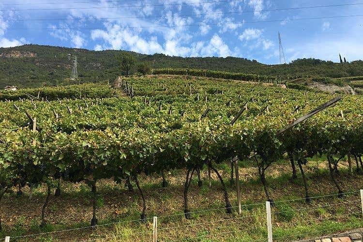 (Alto Adige Wine Summit 
Il Consorzio ha preso la strada giusta)