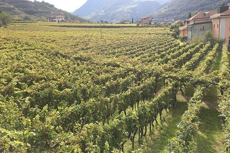 (Alto Adige Wine Summit 
Il Consorzio ha preso la strada giusta)