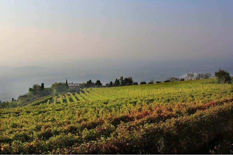 (Amarone Fieramonte Allegrini 
Il ritorno di una grande Riserva)