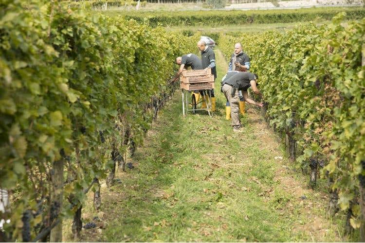 (Amarone Fieramonte Allegrini 
Il ritorno di una grande Riserva)