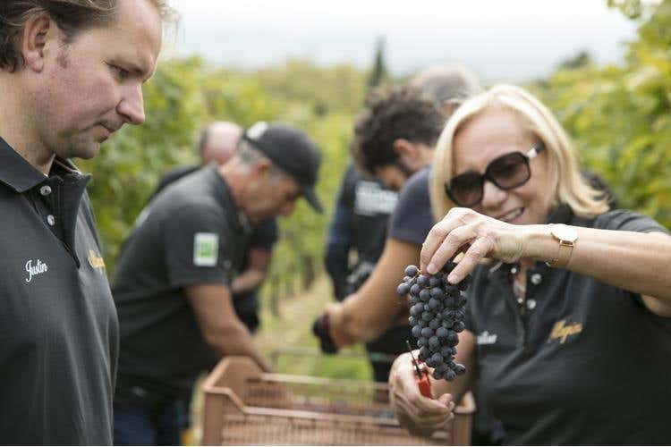 (Amarone Fieramonte Allegrini 
Il ritorno di una grande Riserva)