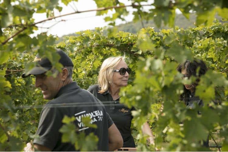 (Amarone Fieramonte Allegrini 
Il ritorno di una grande Riserva)