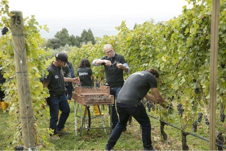 (Amarone Fieramonte Allegrini 
Il ritorno di una grande Riserva)